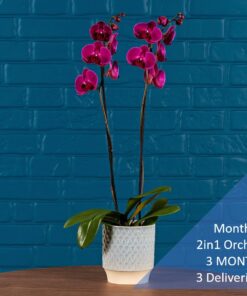 Monthly 2in1 Orchid 3 MONTHS 3 Deliveries
