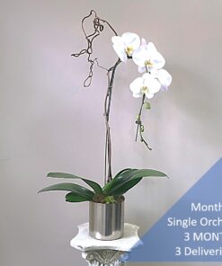 Monthly Single Orchid 3 MONTHS 3 Deliveries